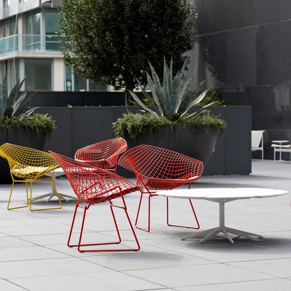 Mesa Petal Coffee - Knoll
